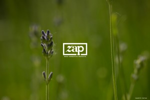 ZAP7